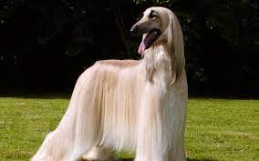 Their joints, skeletons, and hearts take a beating carrying all that weight around. Afghan Hound Dogs Pets Puppies Dogtraining Doghealth Dogfood Doghouse Dogpictures Dognames Dogblog Hound Dog Breeds Afghan Hound Long Haired Dogs
