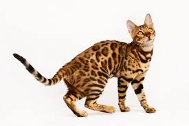 When Do Bengal Cats Stop Growing Cats For Breeding