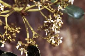 Image result for Vitex doniana