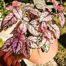 Image result for Hypoestes cancellata