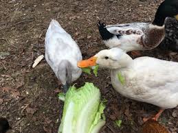 Maybe you would like to learn more about one of these? Treats Your Ducks Will Love The Cape Coop
