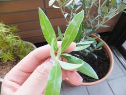 植え替えストレス 雪国olive