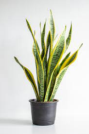 While not overly showy, flowers are borne in. Snake Plant Mashtal Garden Centers