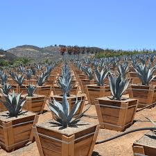 Image result for Agave americana