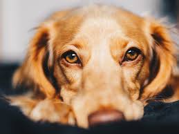 Introducing dogs with eyebrows very own eyebrows! Dog Raising Eyebrows Online