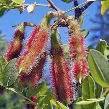 Image result for Robinia hispida