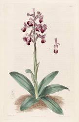 Image result for Ornithoglossum viride