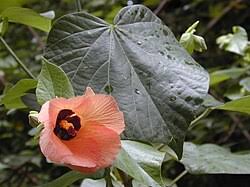 Image result for Hibiscus tiliaceus