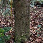 Image result for Leptaulus