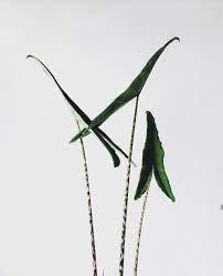 Tercatat saat ini yang sudah diketahui terdapat lebih dari 80 species yang berasal dari daerah tropis dan subtropis amerika. Alocasia Tigrina Superba Tanaman Perhiasan