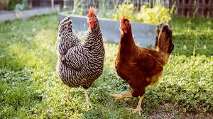 Back in 1918 uncle sam wanted every backyard in america — no matter how large or small — to have a flock of hens for a bumper crop of poultry and eggs. Running A Successful Backyard Poultry Farm Conversion Feeds Limited