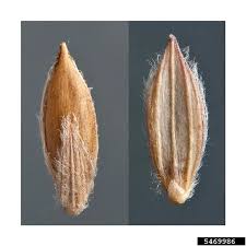Image result for Digitaria sanguinalis