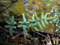 Image result for Pellaea