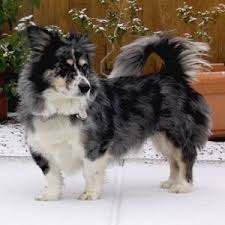 Australian Shepherd Corgi Mix Black And White Designer Dogs Hybrid Csodabogyo Lapunk Hu Hybrid Dogs Corgi Dog Corgi Mix