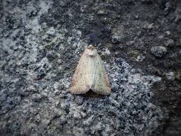 Image result for Photedes minima