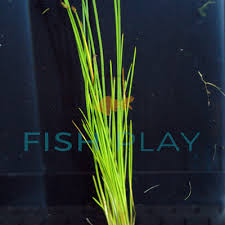 Image result for Eleocharis retroflexa