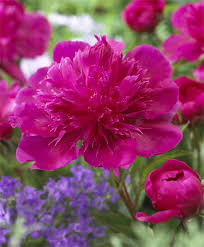 Pin On Peonies