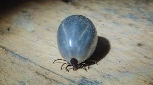 Zeckenspray Mit Schwarzkummelol Selbst Herstellen Herzenshund Kerngesund In 2020 Zeckenmittel Fur Hunde Zeckenmittel Zecke