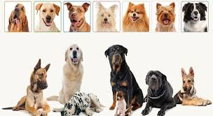 Animals are commonly called only one collective name without any clear distinction. Which Dog Breed Has The Strongest Trivia Questions Quizzclub