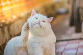 For dogs with allergic itch, relief can't come soon enough. Do You Think Your Pet Has Allergies Hillcrest Animal Hospital