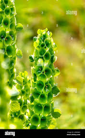 Image result for Moluccella