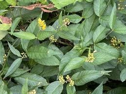 Image result for Lysimachia ruhmeriana