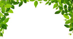 Leaves Real Free Images At Clker Com Vector Clip Art Online Leaf Border Clip Art Borders Cartoon Leaf