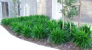 The leaves are detailed and colorful and excellent for adding interest to dim areas of the landscape. Little Jess Dianella Is A Tough Low Maintenance Plant With A Clumping Growth Habit Low Maintenance Plants Low Maintenance Garden Low Maintenance Landscape