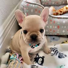 Find a french bulldog puppy from reputable breeders near you in north carolina. French Bulldog Puppies Near Me Home Facebook