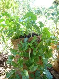When writing a reflection paper on literature or another experience, the point is to include your thoughts and reactions to the reading or experience. Reflection Paper On Genetically Modified Organisms Gmos Maryknoll Office For Global Concerns