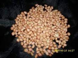 Tanah abang (english language : Kacang Tanah Arachis Hypogaea L English Peanut Call 6281 32622 0589 Products Indonesia Kacang Tanah Arachis Hypogaea L English Peanut Call 6281 32622 0589 Supplier