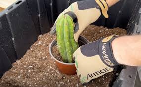 Image result for cactus cuttings