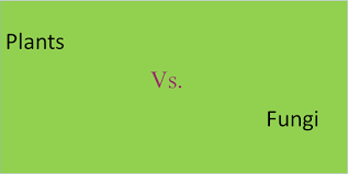 Plant cells and animal cells have a different cellular structure, and also function differently. Differences Between Plants And Fungi All Difference Between