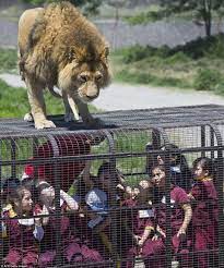 Hal ini sangat penting mengingat di kebun binatang kebanyakan hewan di tempatkan di tempat ya agak jauh. Safari Park Zoo Sebuah Kebun Binatang Di Chile Amerika Selatan Ini Ingin Membuat Konsep Yang Berbeda Dari Kebun Binatang Pada Kebun Binatang Binatang Safari