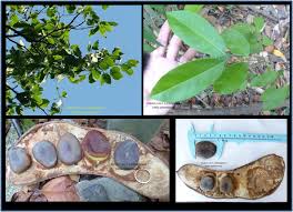 Image result for Intsia