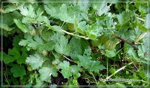 Transplantation of the gooseberry bush the country is huge, and what is normal for. Gooseberries Without Thorns Varieties A Site About A Garden A Summer Residence And House Plants