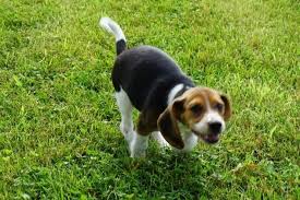 The british victory at the battle of brooklyn, in august 1776, gave the british a base of operations in new york city for the entirety of the conflict. Beagle Puppies For Sale Rochester Ny 143618 Petzlover