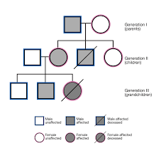 Additionally, your parents will come above you while their siblings will be drawn next to them, following the same pattern as of your siblings, called as your aunts and uncles. Pedigree
