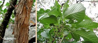 Image result for Pavetta eylesii