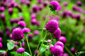 Image result for Gomphrena globosa