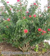 Image result for Calliandra haematocephala