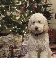 What is a party poodle? Parti Poodle Puppies For Sale Australia The Y Guide