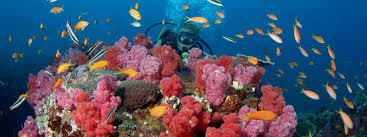 Activity Image