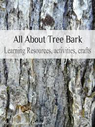 Pin By Busy Bees On Forest Schools Nature School Nature Education Nature Activities