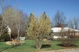 Image result for Goat Willow