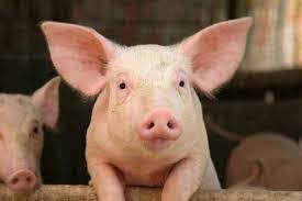 See more of 香港野豬關注組 hong kong wild boar concern group on facebook. å®¶è±¬èƒ½å¦è®Šå›žé‡Žè±¬å'¢ å£¹è®€
