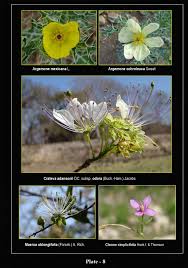 Image result for Lepidagathis pallescens