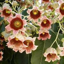 Image result for Brachychiton populneus