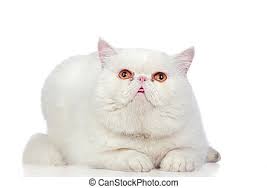 Kittens are raised underfoot as soon as they are using the litter boxes. Beautiful Exotic Shorthair Cat Isolated On White Background Canstock