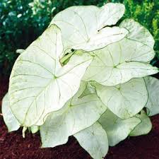 Florida Moonlight Caladium 5 Plants Caladium Shade Perennials